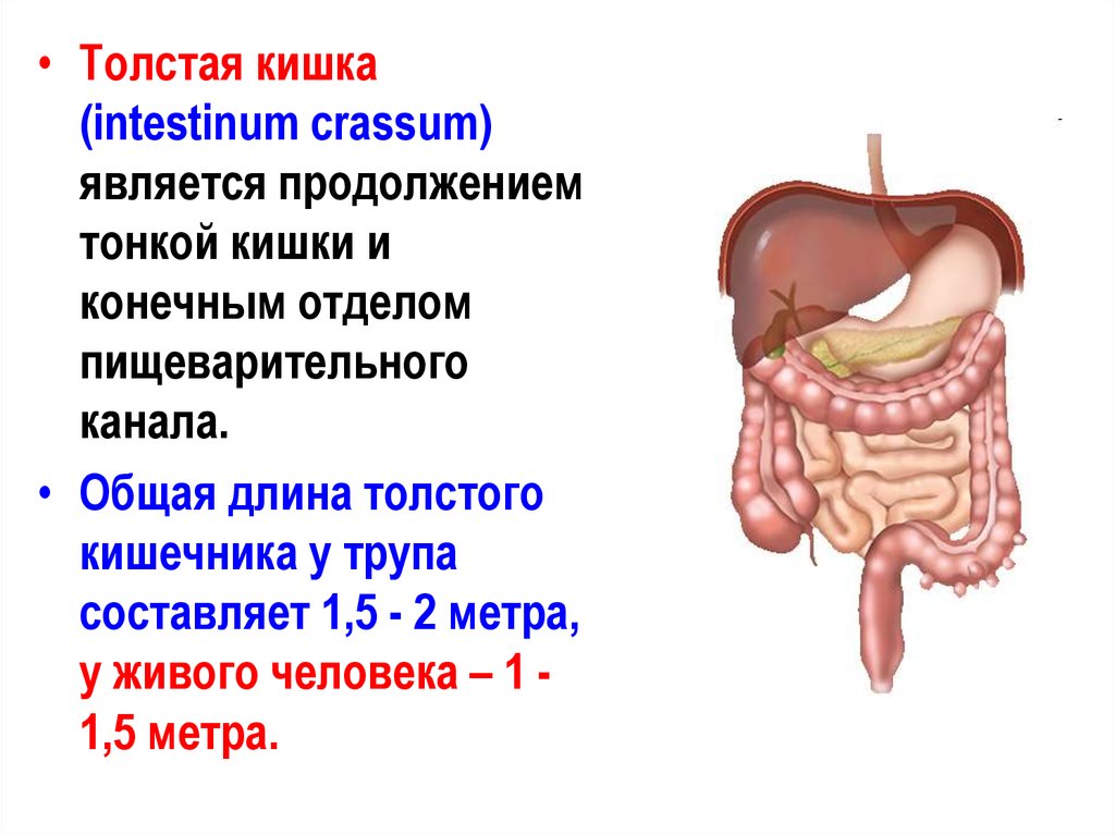 Толстая кишка человека особенности. Отделы тонкого кишечника и Толстого кишечника. Отделы толстой кишечника человека. Длина и отделы тонкого и Толстого кишечника. Длина тонкого и Толстого кишечника человека.