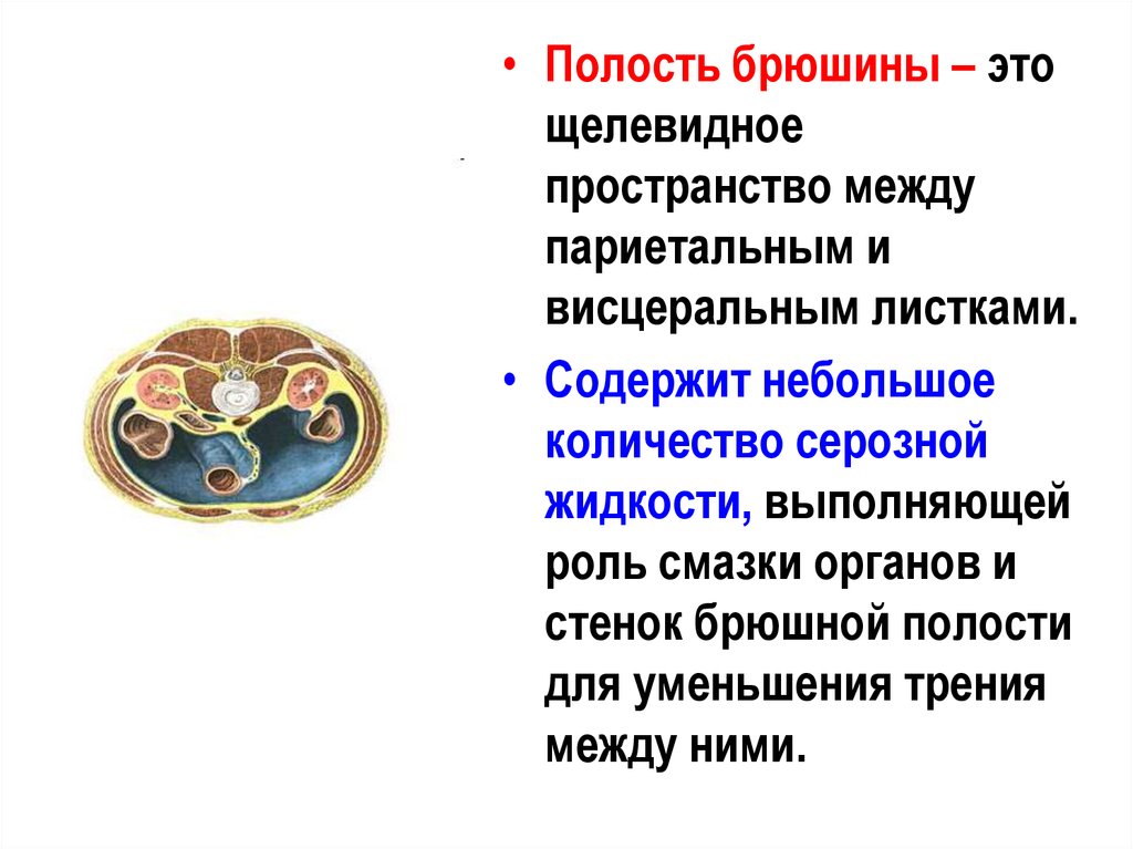 Брюшина это. Между париетальным и висцеральном листками брюшины. Пространства полости брюшины.