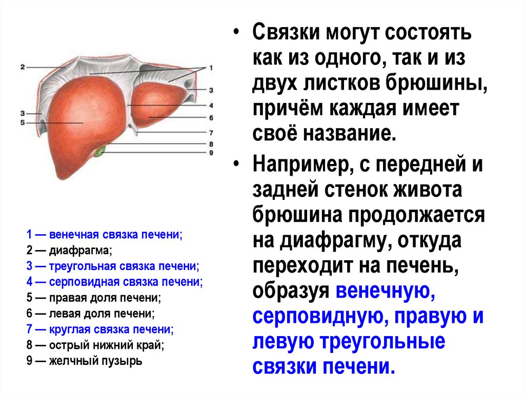 Связки печени. Серповидная связка печени. Правая венечная связка печени.