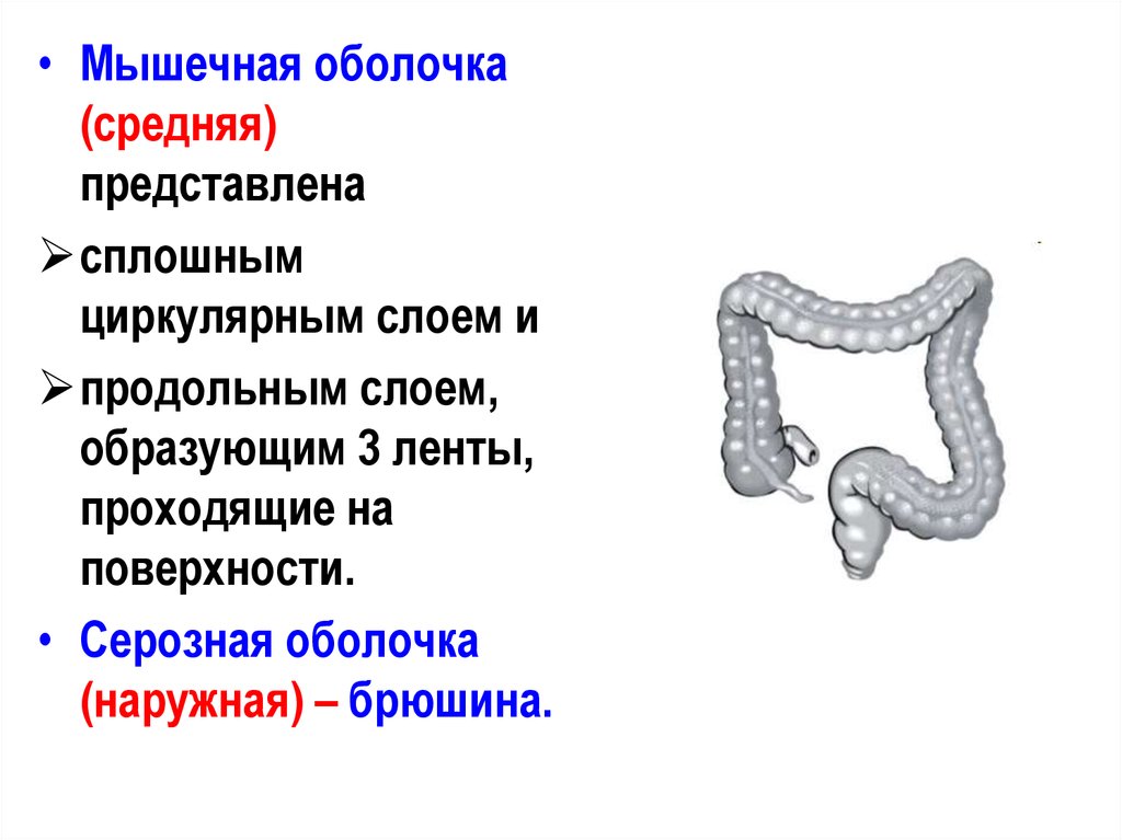 Какой цифрой обозначена на рисунке стадия амебы поражающая толстый кишечник человека