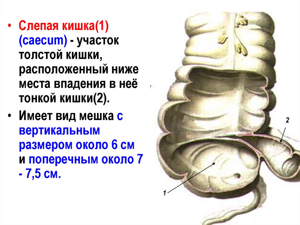 Кишечник слепая кишка где находится