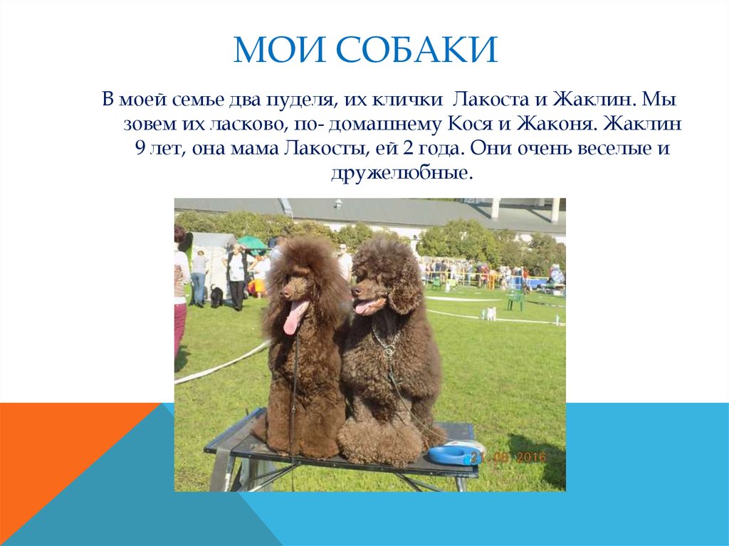 МОИ СОБАКИ