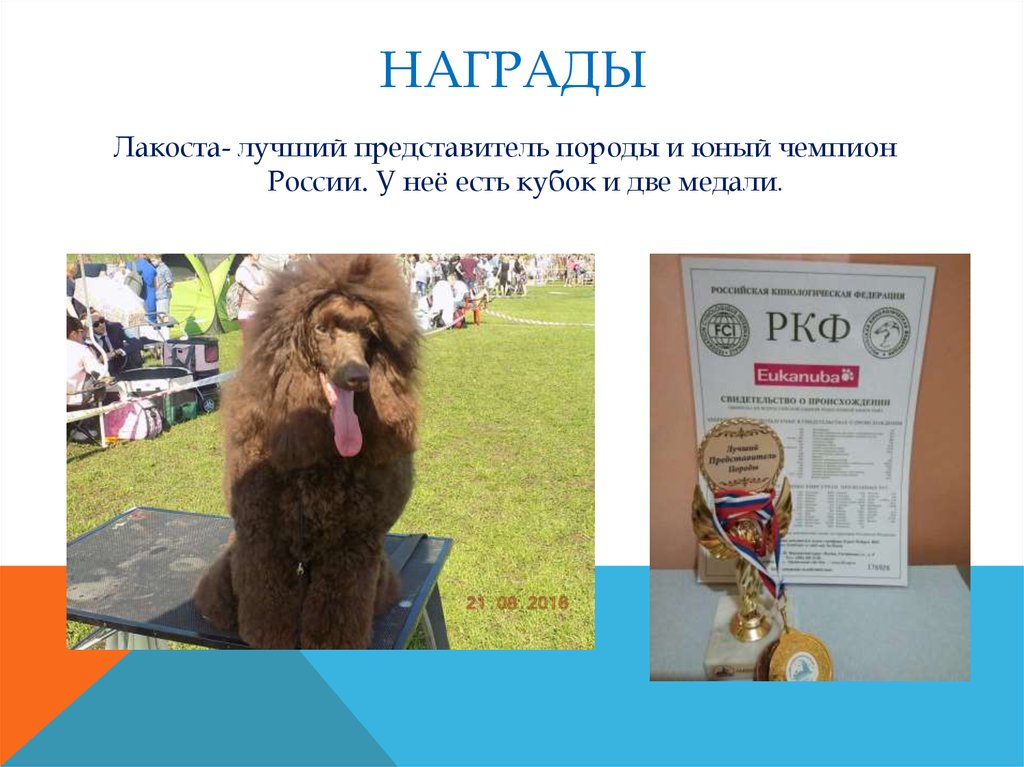 НАГРАДЫ