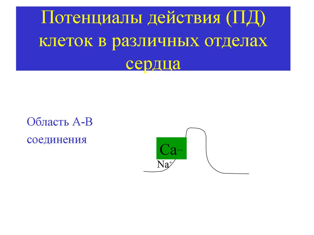 Соединения са. Потенциалы действия клеток разных отделов.