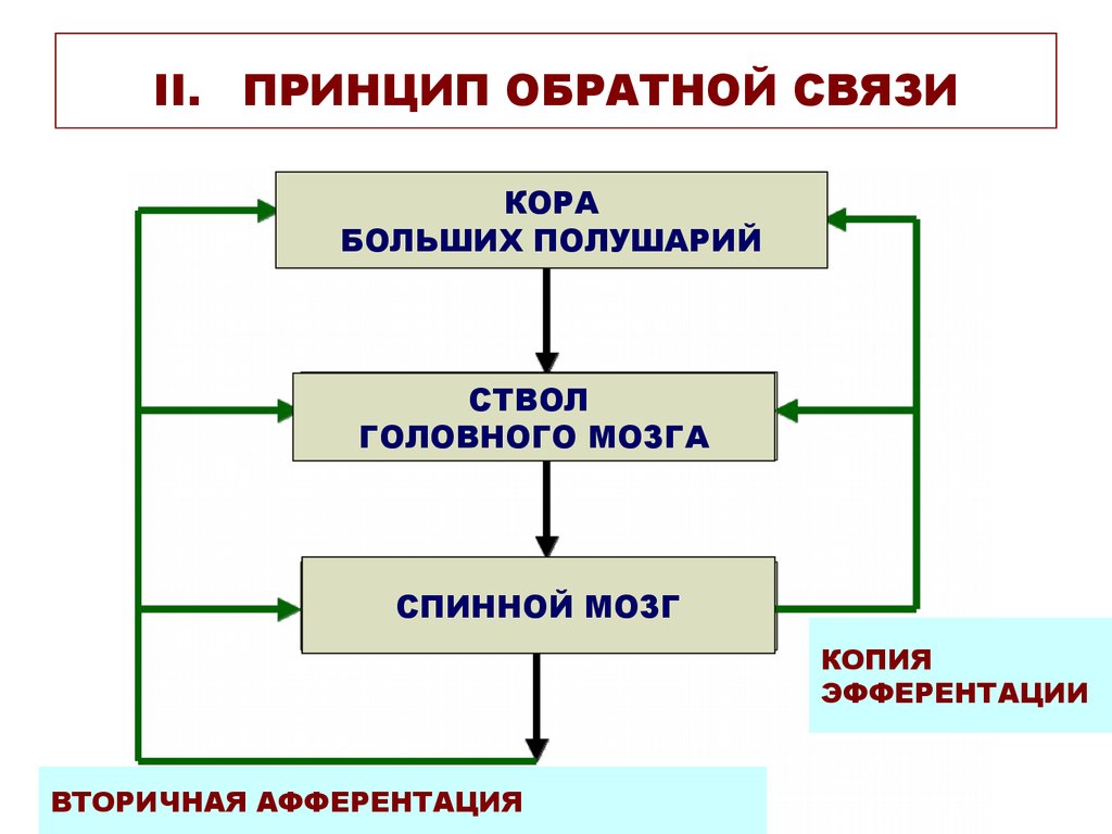 Предложил обратная связь. Принцип обратной связи физиология. Принцип обратной связи в ЦНС. Механизм обратной связи физиология. Принцип отрицательной обратной связи физиология.