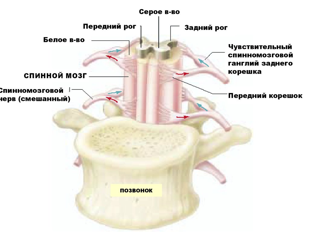 Двигательный передние рога спинного мозга