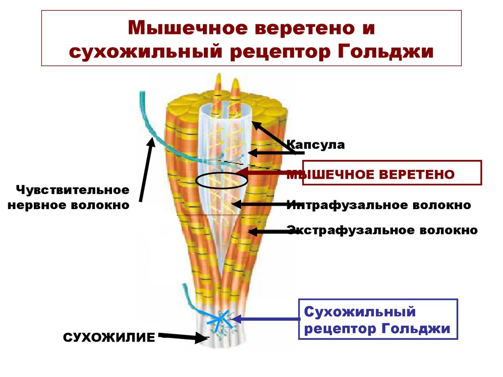 Рецепторы мышц