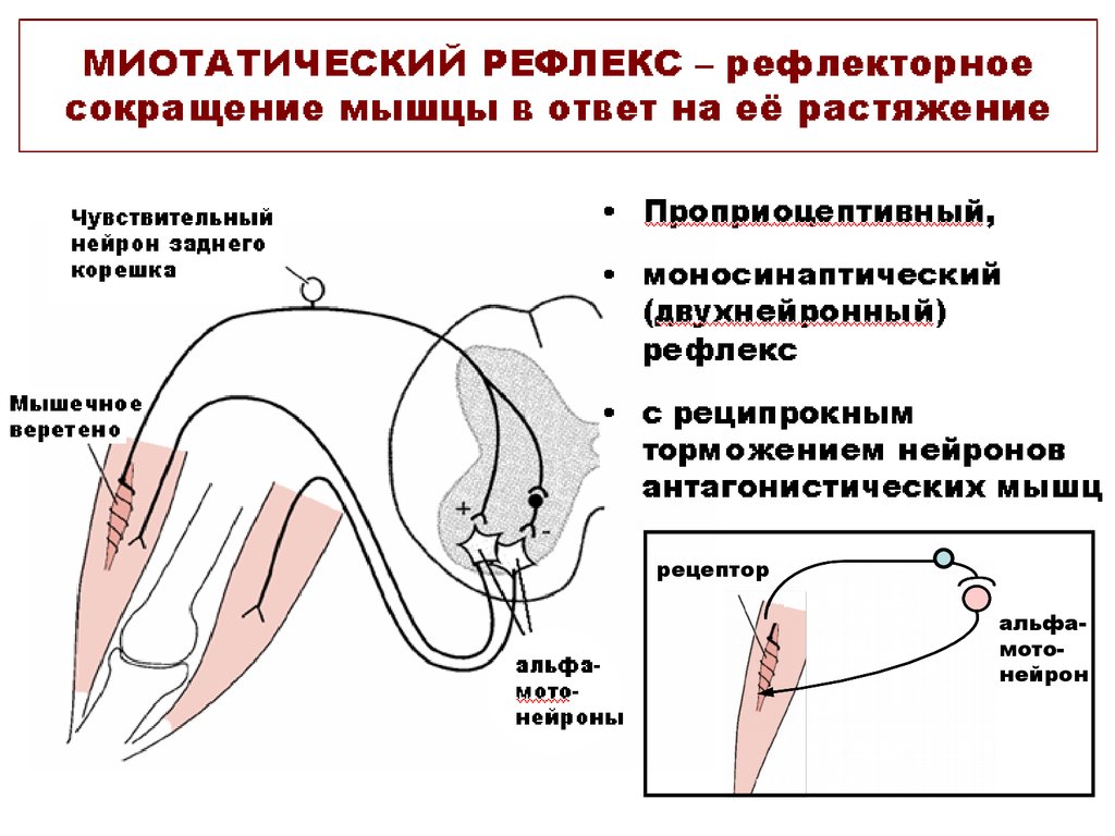 Схема рефлекса растяжения