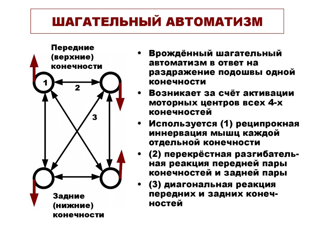 Схема шагательного рефлекса