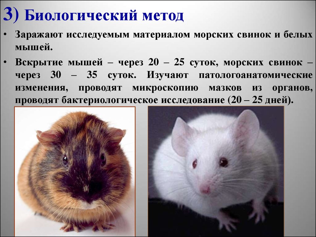 Туляремия мыши. Биологический метод. Методики вскрытия мышей. Биологический метод мыши свинки. Опыты над морскими свинками.