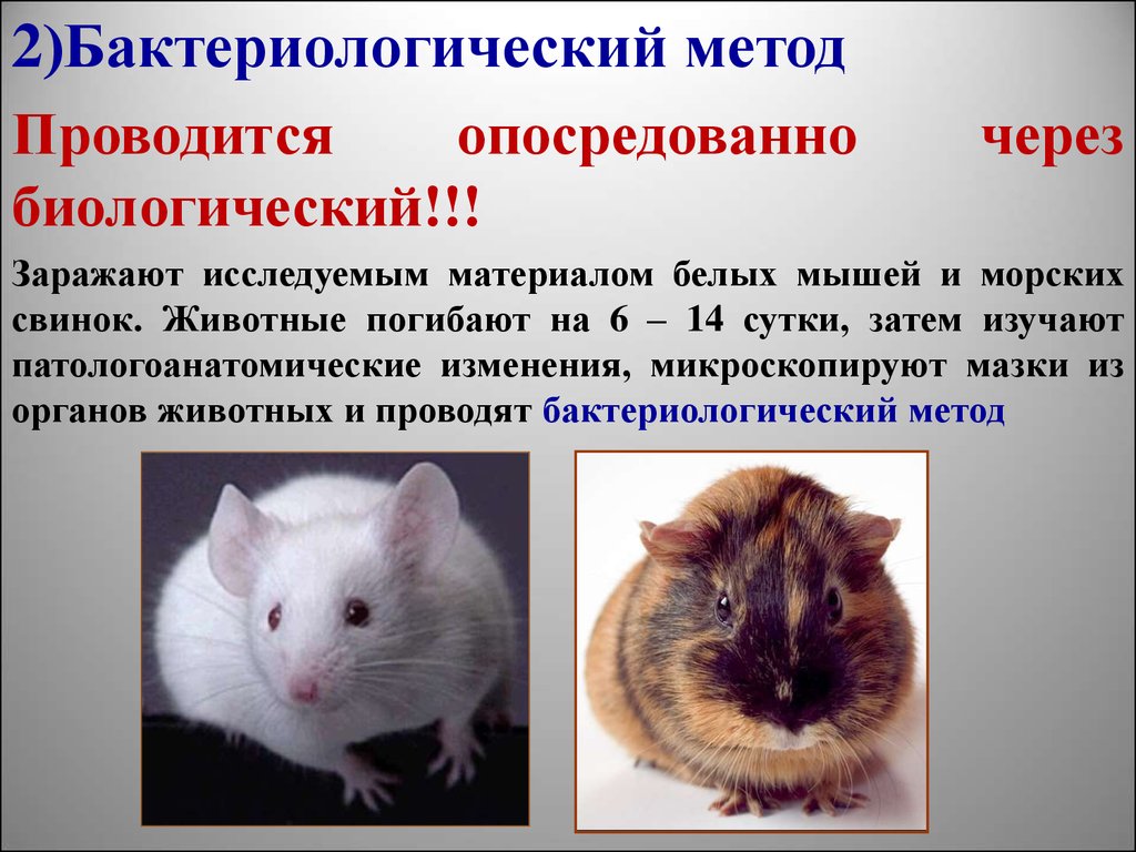 Туляремия мыши. Туляремия биологический метод. Туляремия исследуемый материал. Методы диагностики туляремии.