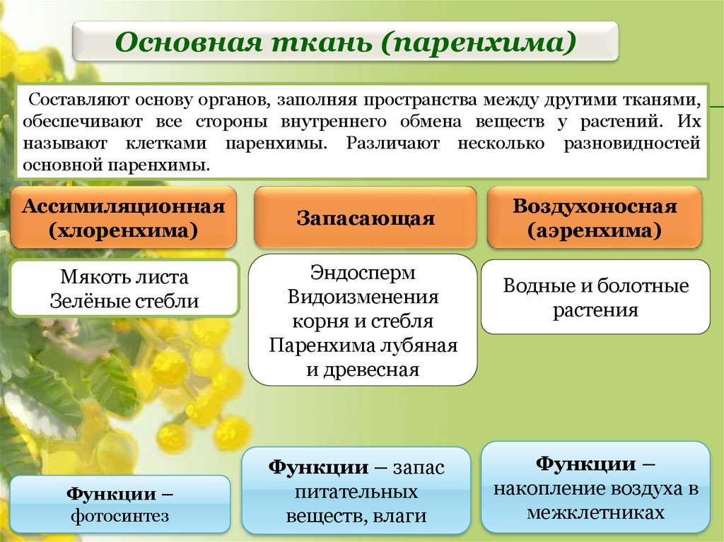 Особенности основной ткани. Основная ткань функции паренхима у растений. Паренхима ткань растений. Ассимиляционная паренхима (хлоренхима). Основная ткань паренхима.