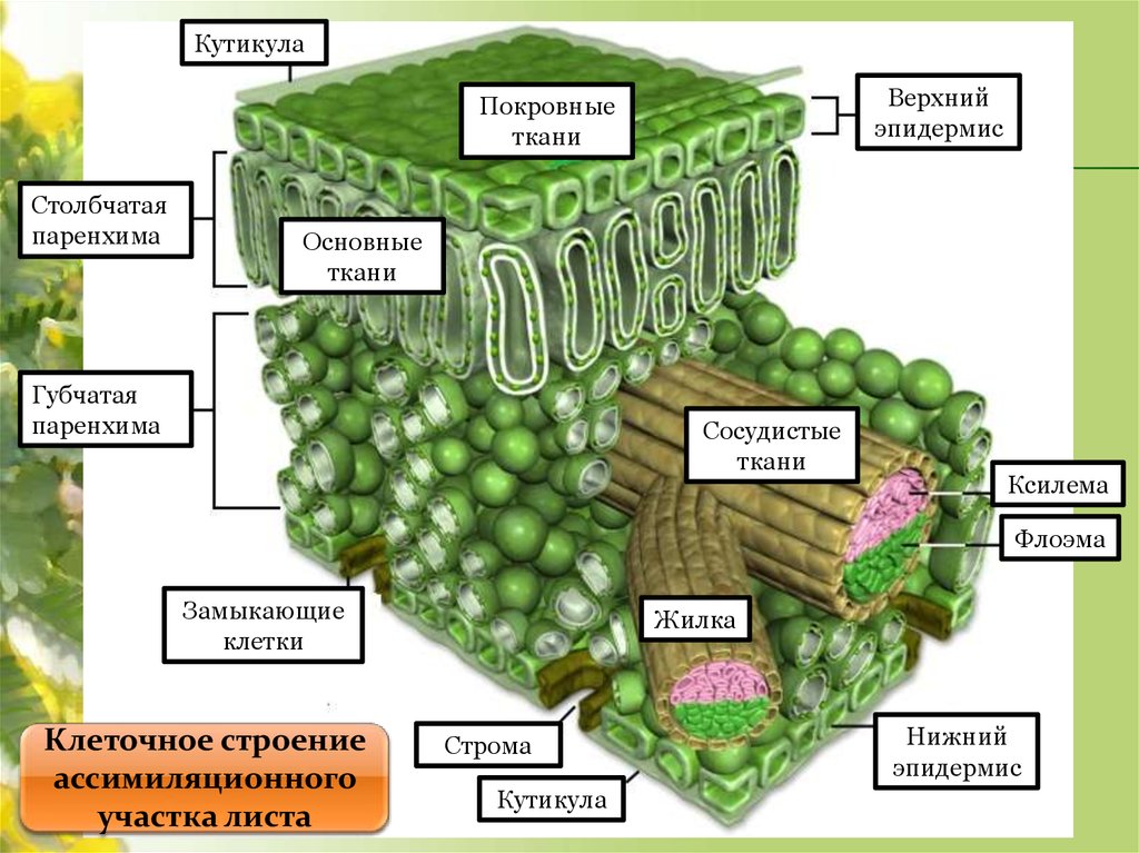Ткани растений и их части