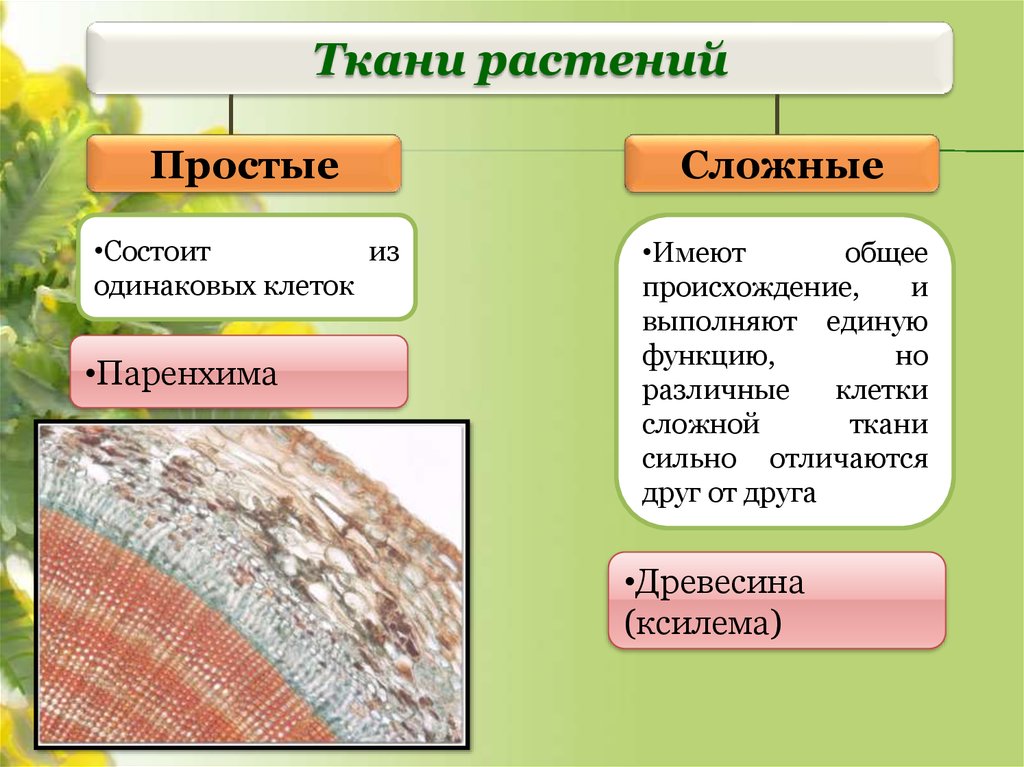 Тип ткани растения древесина. Сложные ткани растений. Простые ткани растений. Типы тканей растений. Ткани растений биология.