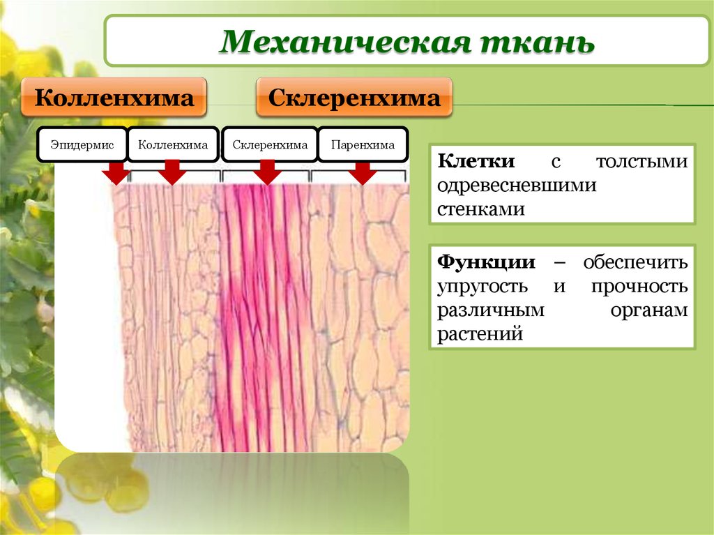 Живой тканью является. Механическая ткань растений колленхима. Элементы механической ткани растений. Механическая ткань колленхима и склеренхима. Строение механической ткани растений.