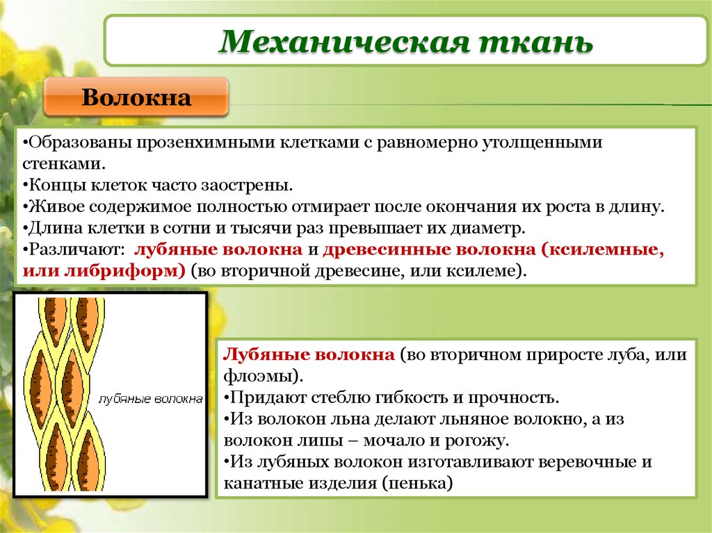 Длина клетки. Строение ткани растений механическая ткань. Механические ткани растений строение и функции. Функция механической ткани у растений 6 класс. Функция механической ткани у растений 6 класс биология.