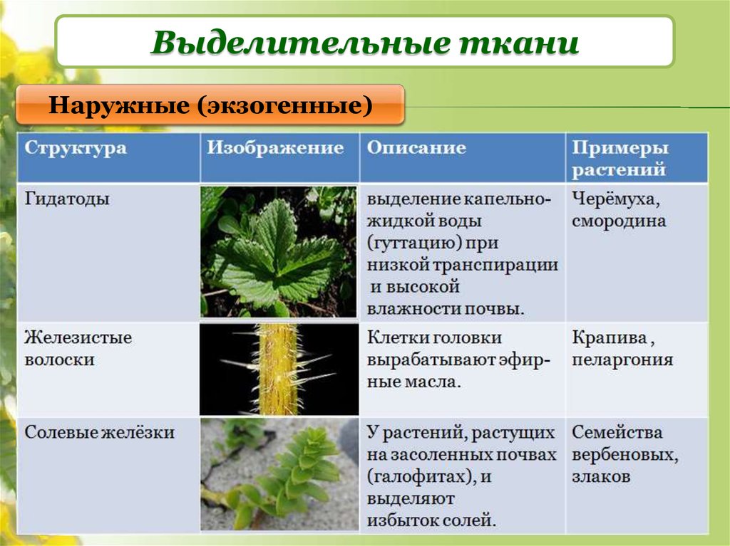 Тест по биологии выделение у растений