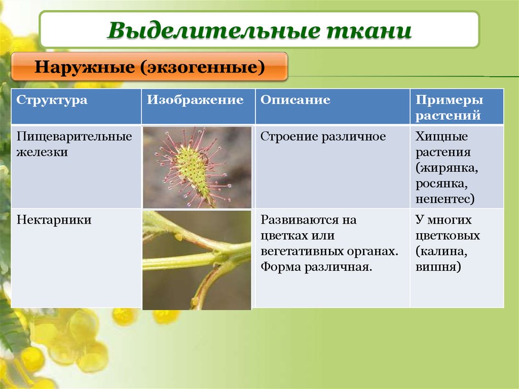 Тест по биологии выделение у растений
