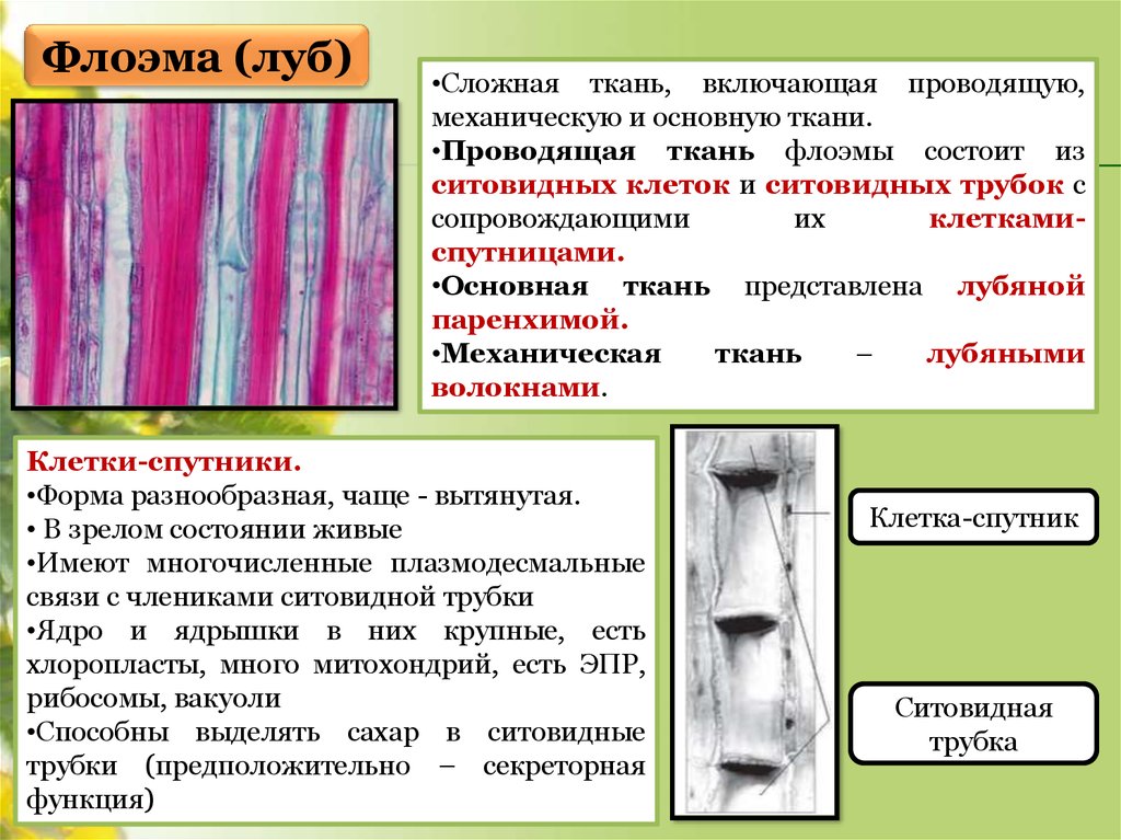 Ситовидные трубки функции