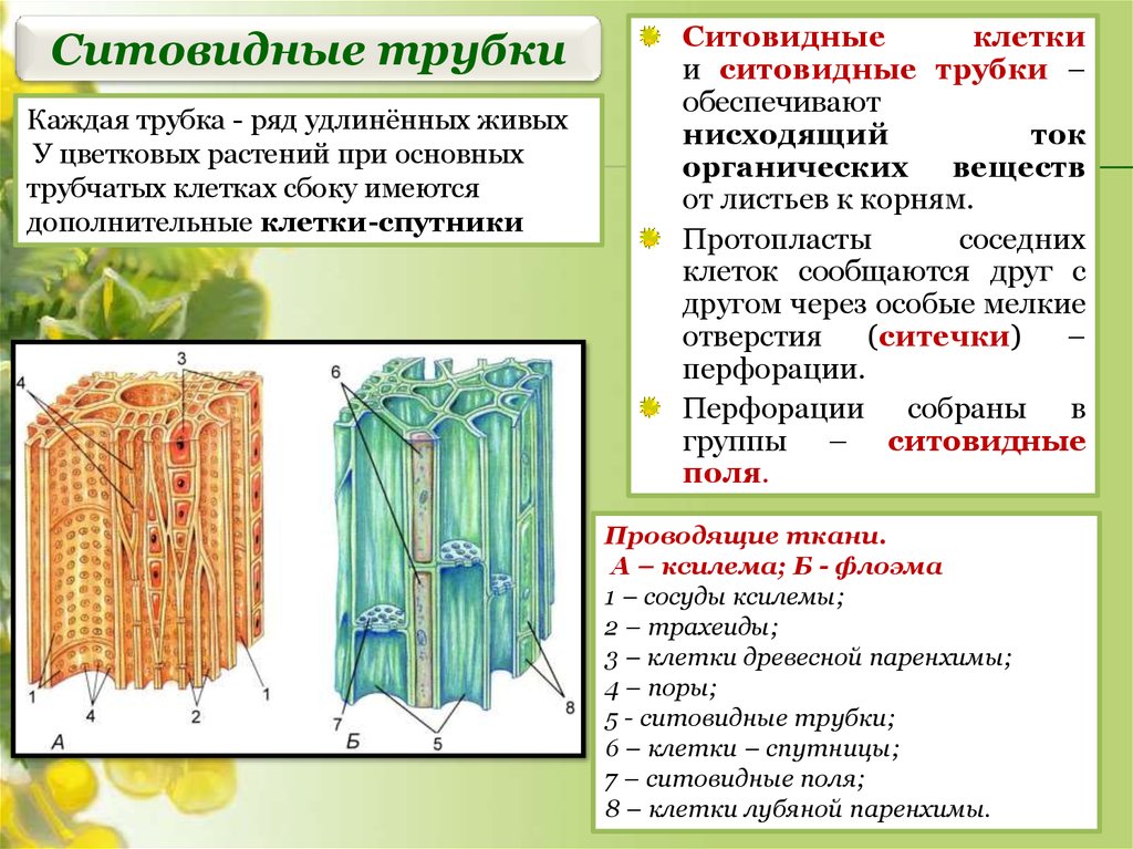 Какая функция у сосудов листа. Особенности проводящей ткани растений ситовидные трубки. Ситовидные трубки это в биологии 6 класс. Проводящие ткани ситовидные трубки. Ситовидные трубки ткань.