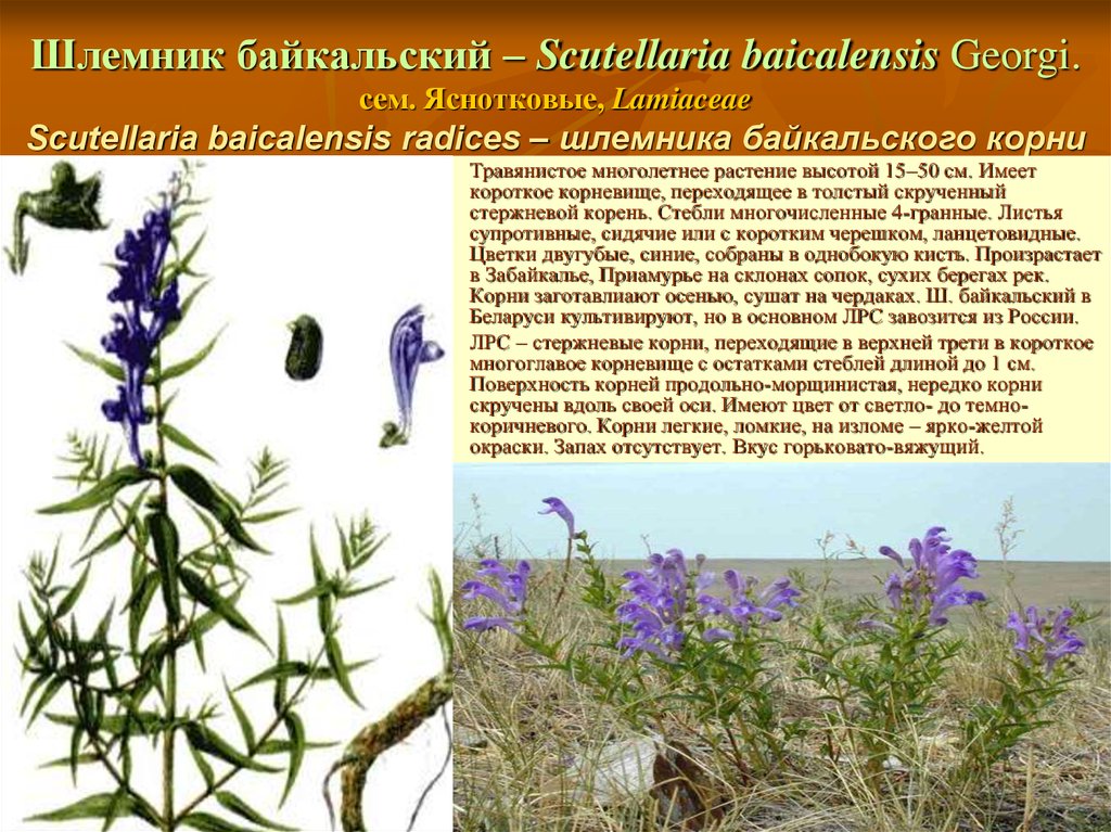 Шлемник байкальский – Scutellaria baicalensis Georgi. сем. Яснотковые, Lamiaceae Scutellaria baicalensis radices – шлемника байкальского корни
