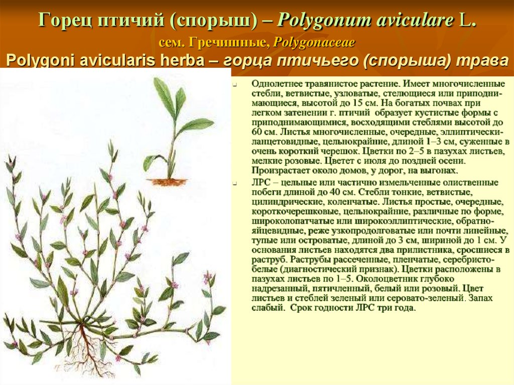 Горец птичий (спорыш) – Polygonum aviculare L. сем. Гречишные, Polygonaceae Polygoni avicularis herba – горца птичьего (спорыша) трава