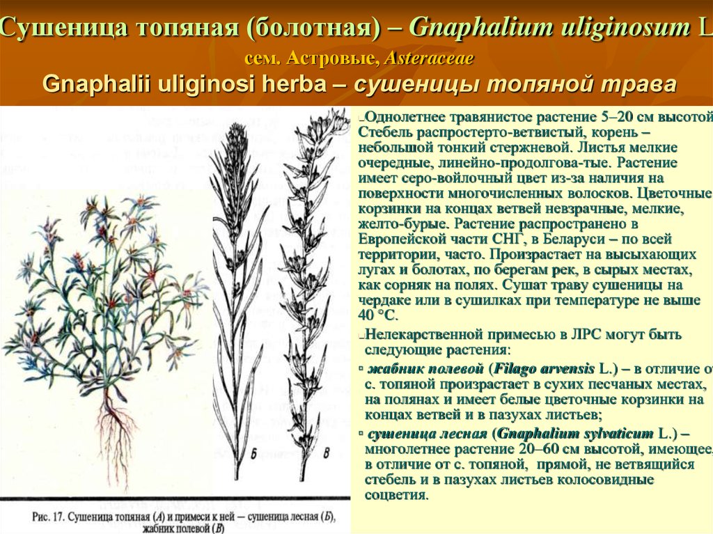 Сушеница топяная (болотная) – Gnaphalium uliginosum L. сем. Астровые, Asteraceae Gnaphalii uliginosi herba – сушеницы топяной трава