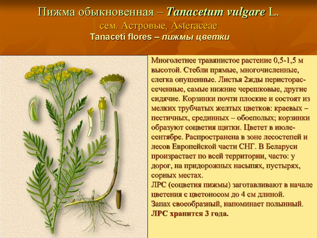 Пижма обыкновенная – Tanacetum vulgare L. сем. Астровые, Asteraceae Tanaceti flores – пижмы цветки