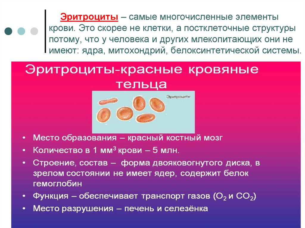 3 функция эритроцитов. Эритроциты. Наиболее многочисленные элементы крови. Эритроциты красные клетки крови. Строение и состав эритроцитов.
