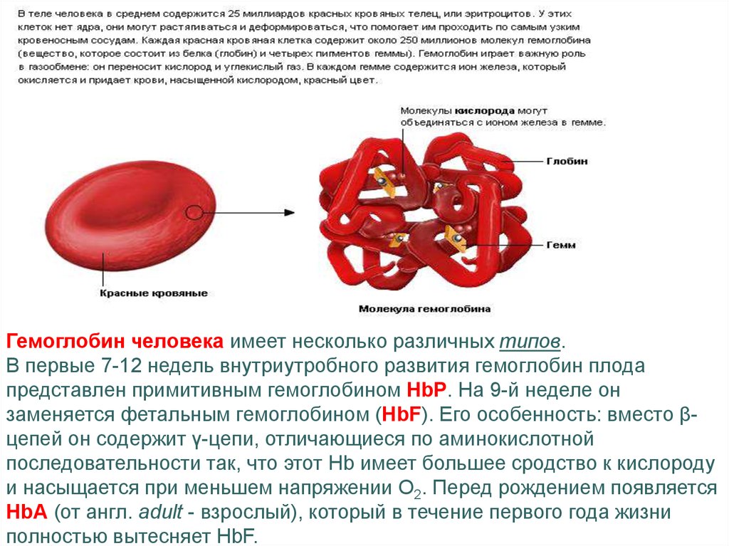 Гемоглобин строение виды. Гемоглобин физиология крови. Гемоглобин f структура. Физиологическая роль фетального гемоглобина. Фетальный гемоглобин строение.