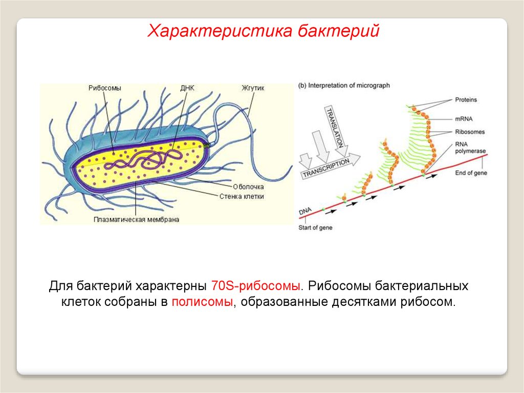 Выход прокариот на сушу. Прокариотическая клетка bacteria. Рибосомы у прокариот 70s. Строение рибосом прокариот и эукариот. Характеристика клетки бактерии.