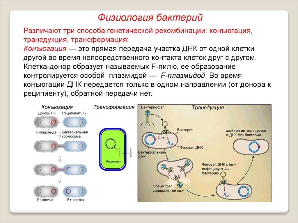 Физиологические процессы клеток. Трансформация, трансдукция, лизогения. Размножение бактерий трансдукция. Рекомбинация трансдукция. Генетика микроорганизмов конъюгация трансдукция трансформация.