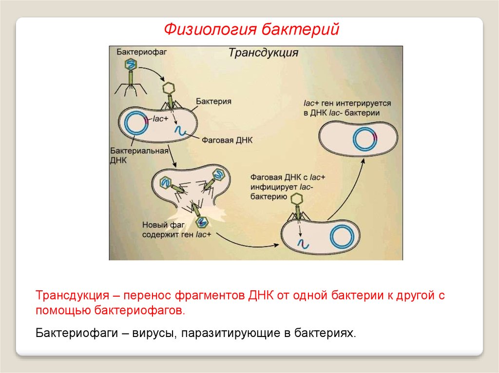 Дыхание прокариот. Схема трансдукции у бактерий. Физиология бактериофагов. Генетическая трансдукция. Трансдукция физиология.