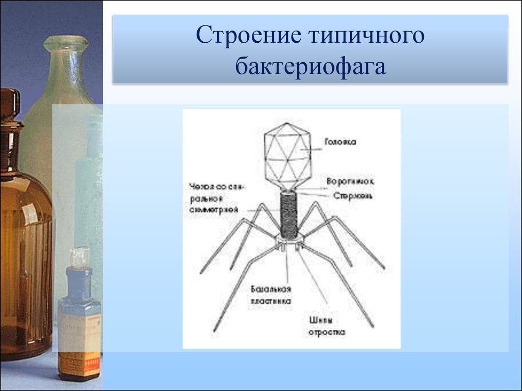 Бактериофаг строение. Строение типичного бактериофага. Бактериофаги их строение. Опишите строение бактериофагов. Характерные черты бактериофага.