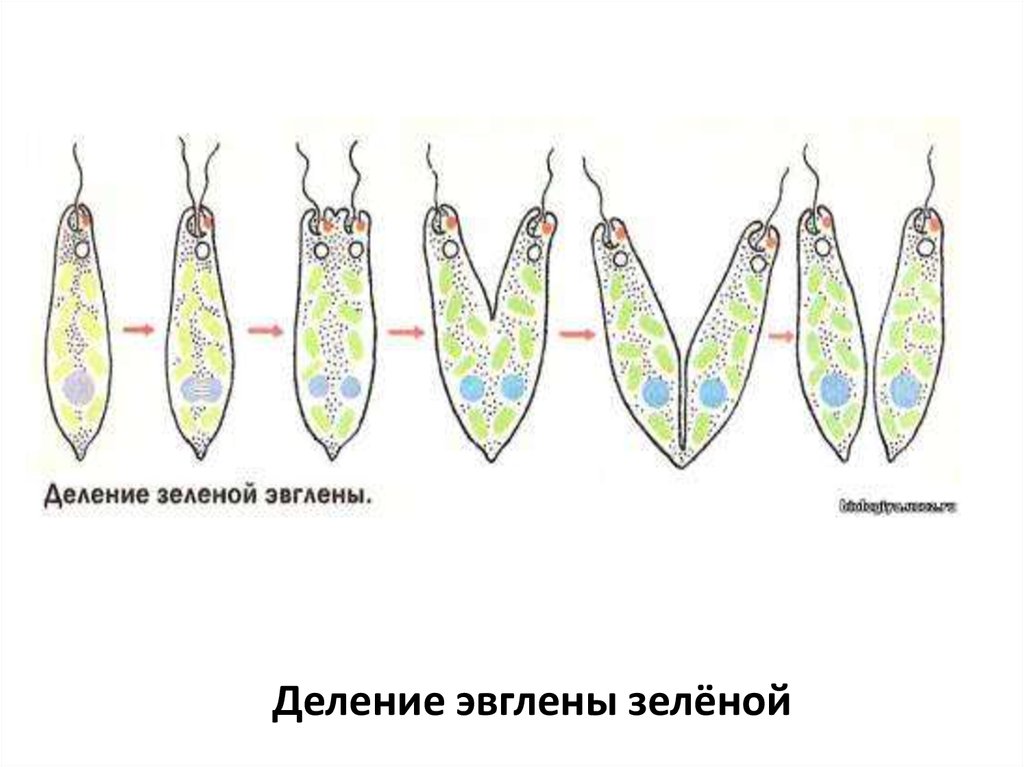 Деление одноклеточных. Жизненный цикл эвглены зеленой. Жизненный цикл эвглены зеленой схема. Цикл развития эвглены зеленой. Размножение эвглены зеленой.