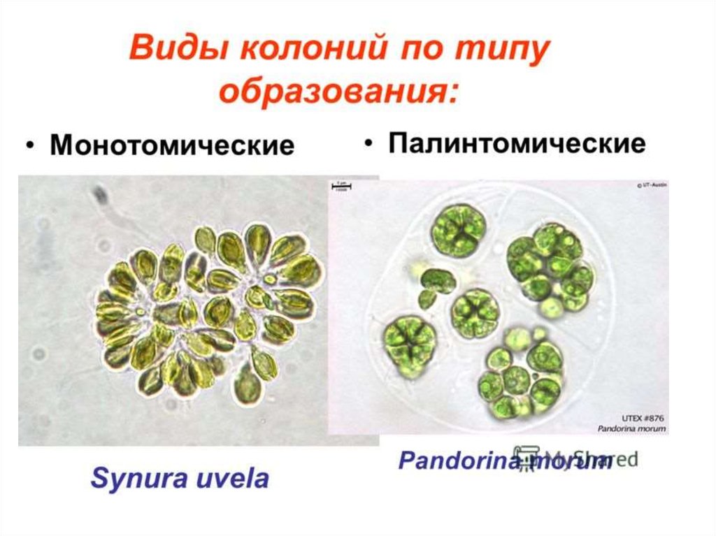 Виды колоний. Палинтомия одноклеточных. Виды колониальных простейших. Полинтомическое деление. Монотомическое деление.