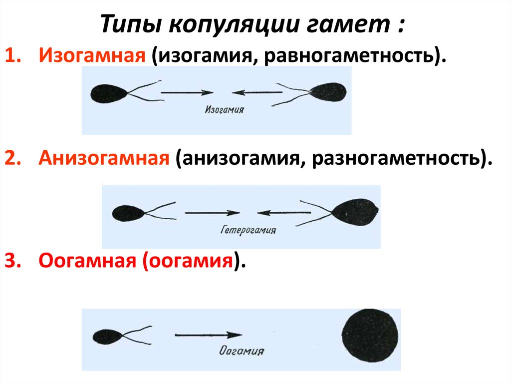 Типы образуемых гамет