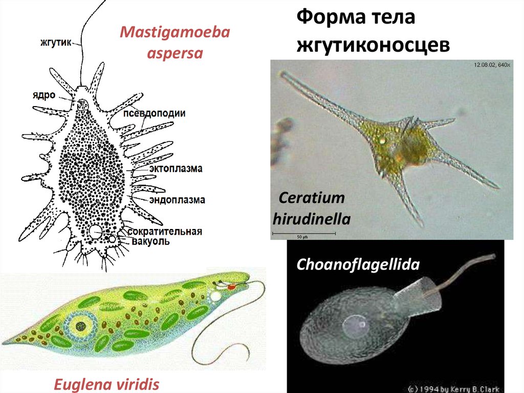 Форма тела простейших. Саркомастигофоры жгутиковые. Тип Саркомастигофоры класс жгутиковые. Саркомастигофоры жгутиконосцы. Тип Саркомастигофоры Подтип жгутиковые.