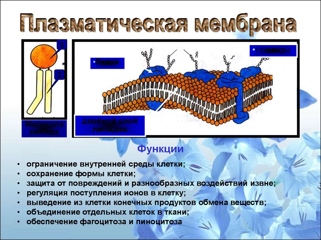 Защитная функция мембран. Сохранение формы клетки. Защита клеток от повреждений. Клеточная форма защиты. Оболочка защищает клетку?.