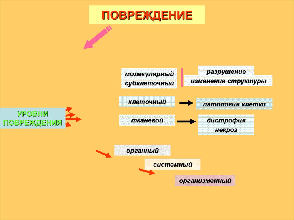 Презентация по патологии на тему повреждения