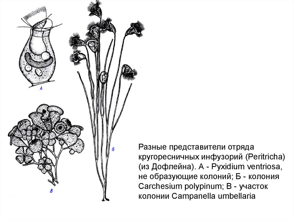 Колония образующая. Отряд круглоресничные инфузории. Кругоресничные инфузории Peritricha. Кругоресничные инфузории представители. Представители отряда Peritricha.
