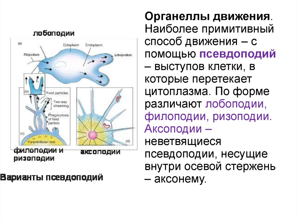 Наиболее примитивный. Псевдоподии аксоподии и ризоподии. Лобоподии ризоподии. Органеллы движения клетки. Органеллы движения псевдоподии.