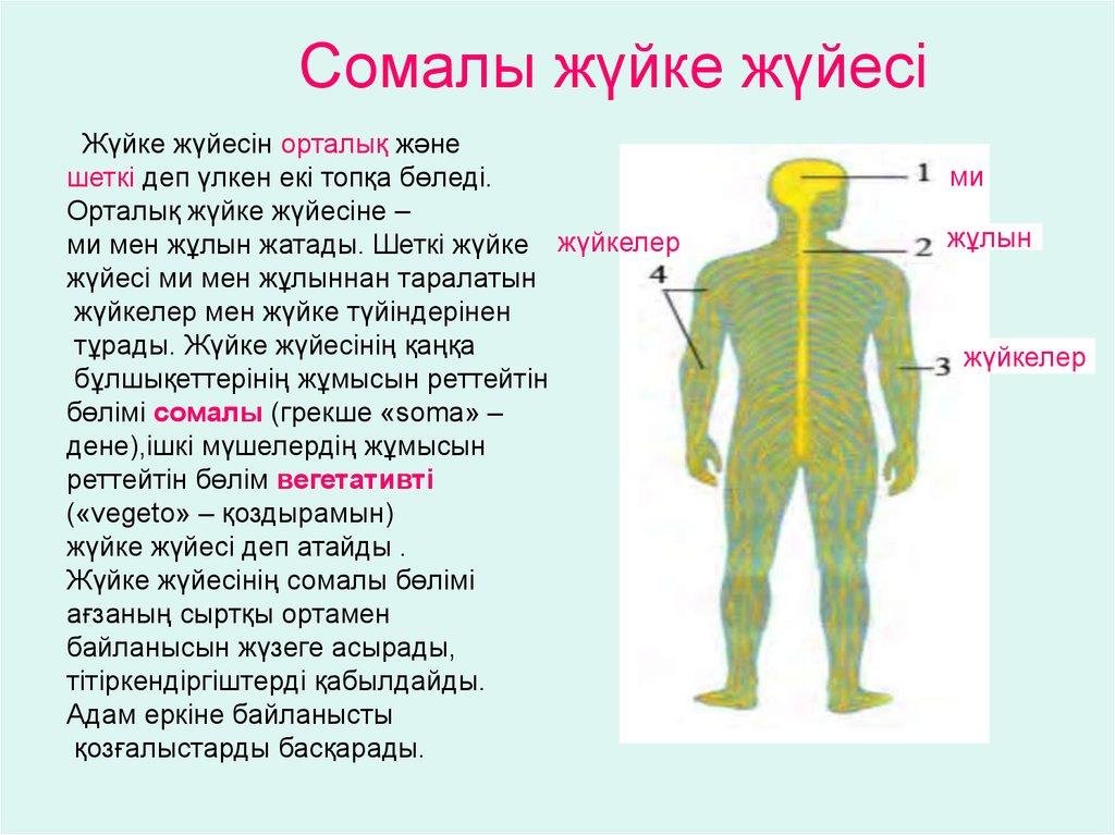 Жүйке жүйесінің физиологиясы презентация