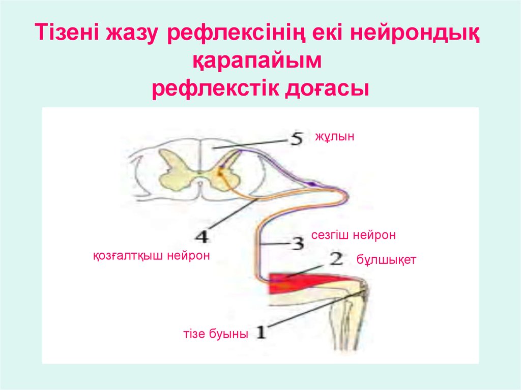 Шартты рефлекс. Рефлекс рефлекс доғасы. Жүйке жүйесі рефлекс. Рефлекс доғасы дегеніміз не. Нейрон дегеніміз.