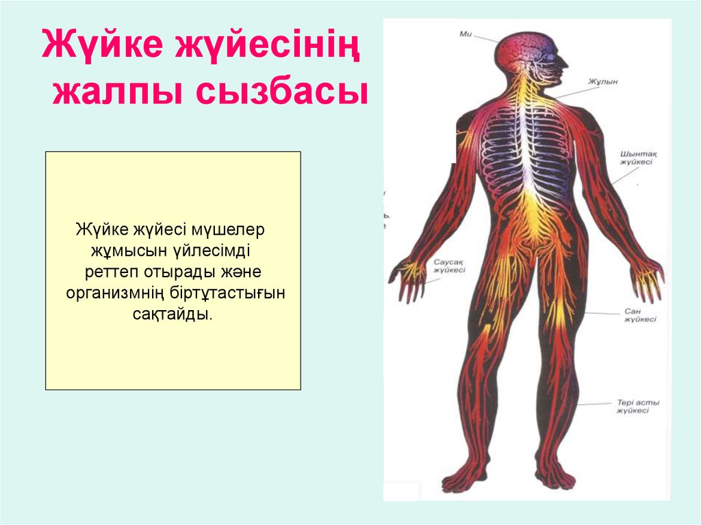 Жүйке жүйесінің физиологиясы презентация