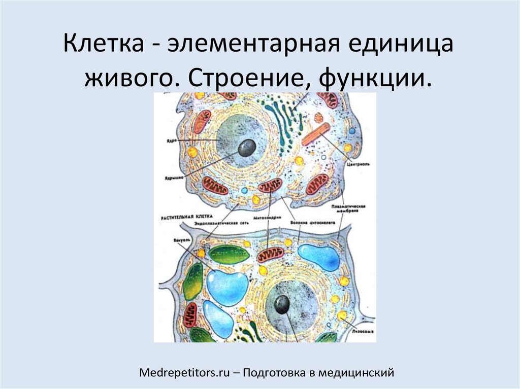 5 клеток живых организмов. Клетка элементарная единица живого. Клетка элементарная Живая система. Клетка как элементарная единица живого. 5. Клетка- элементарная единица живого..