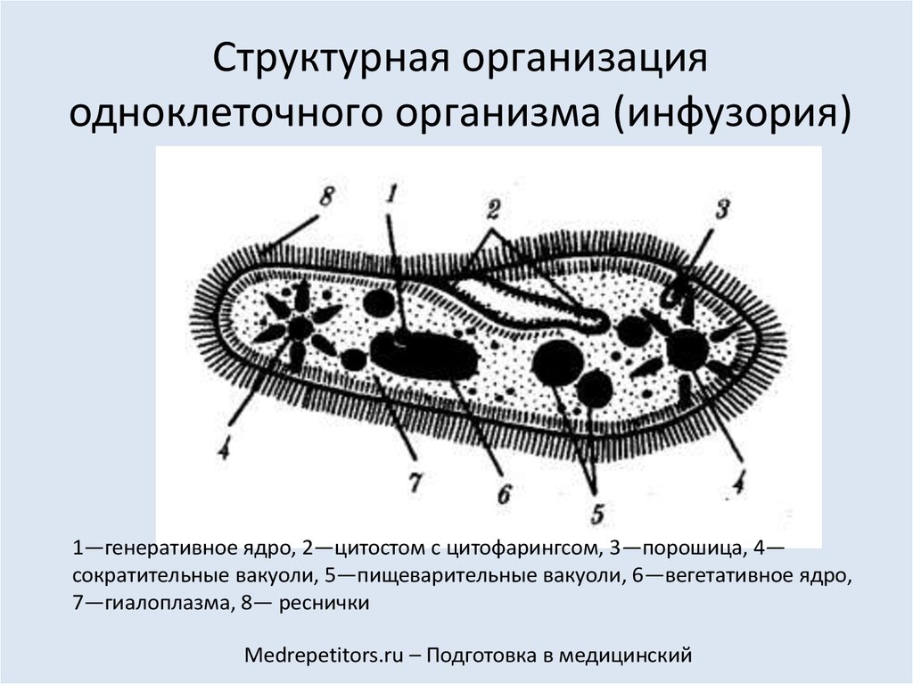 Докажите что план строения тела одноклеточных соответствует общим чертам организации ядерных