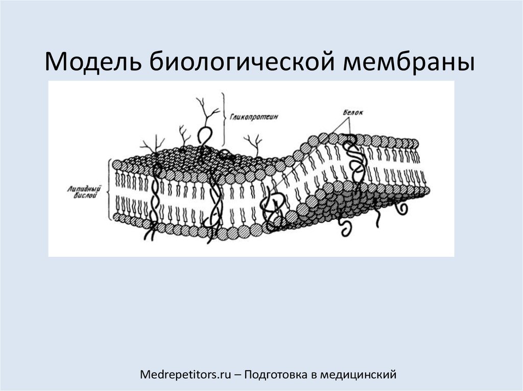 Модель мембраны клетки. Модель биологической мембраны рис.3.6. Биологические мембраны клетки. Элементарная биологическая мембрана. Схема строения биологической мембраны.