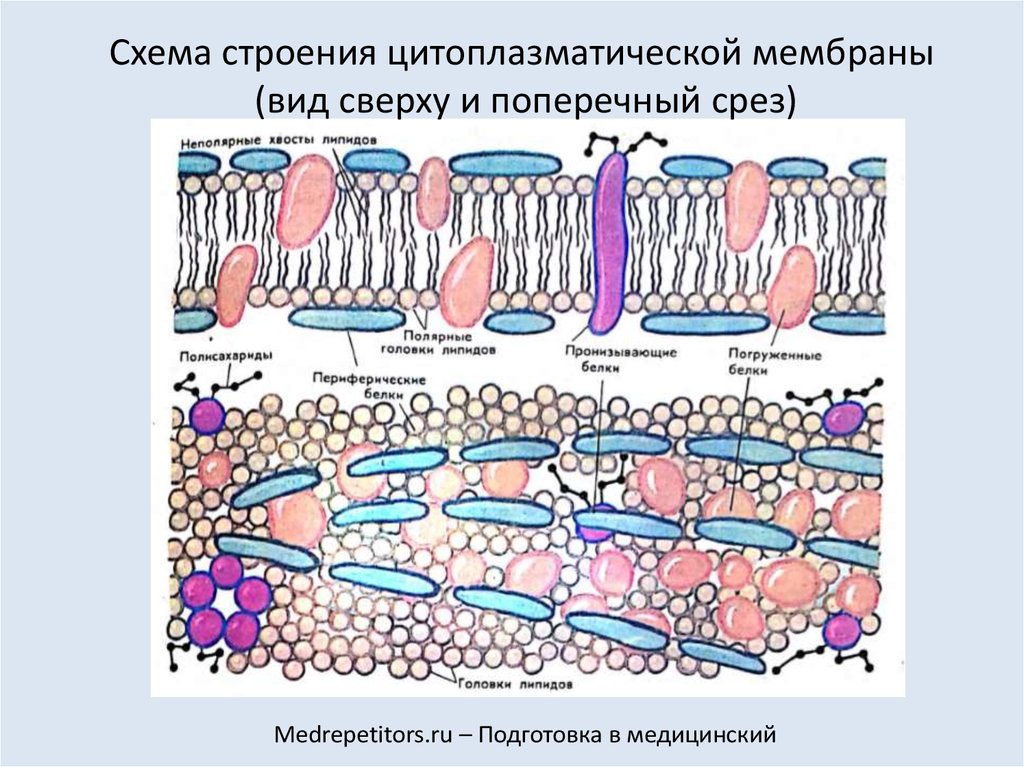 Синтез цитоплазматических белков. Строение цитоплазматической мембраны клетки. Структура цитоплазматической мембраны. Строение цитоплазматической мембраны. Схема строения цитоплазматической мембраны.