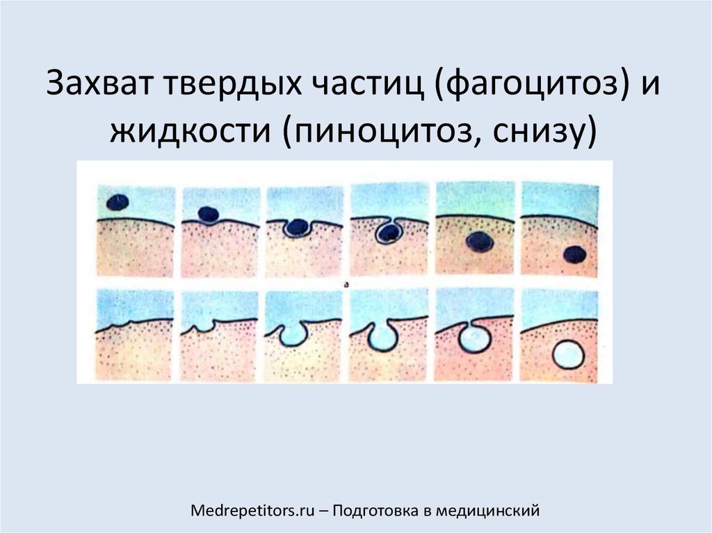 Захват твердых частиц клеткой